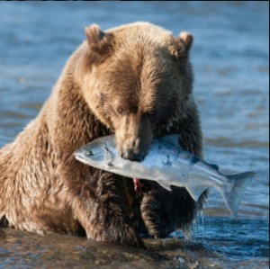 Создать мем: бурый мишка, ута лосось медведь кто млекопитающие, медведь гризли на аляске