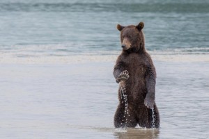 Create meme: grizzly, Kamchatka is, wildlife