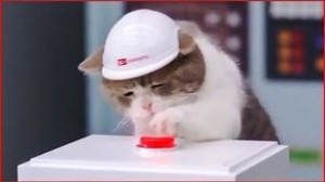Create meme: cat with button, kitten with red button, cat