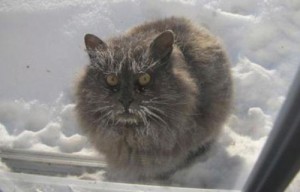 Create meme: The cat in the cold