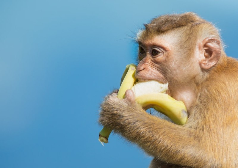 Create meme: monkey , monkey with banana, macaque monkey