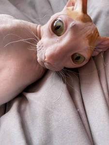 Create meme: the Sphynx breed, Sphynx, Sphynx cats