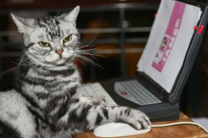 Создать мем: деловой кот, занятой кот, кот ищет компьютер