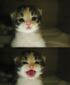 Create meme: meme kitten, cat, cat