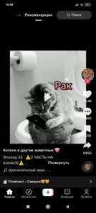 Create meme: cats, funny cats, funny cats