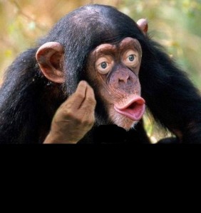 Create meme: chimpanzee, macaque monkey, male chimpanzees