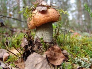 Create meme: boletus, mushrooms photo in the woods, boletus under an aspen photos