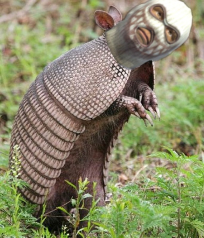 Создать мем: armadillo cloak, броненосец животное самка, броненосец животное