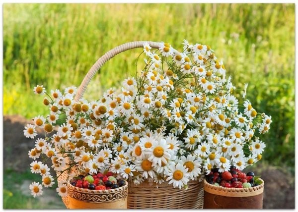 Create meme: Daisy , daisies in the basket, field chamomile