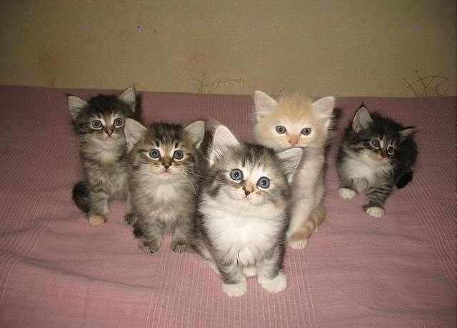 Create meme: kittens antidepressants, kittens of Siberian breed, kittens a lot