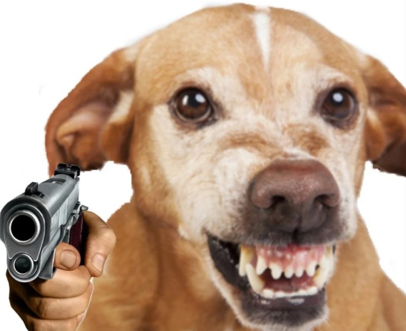 Create meme: dog , doge with a gun, dog with gun