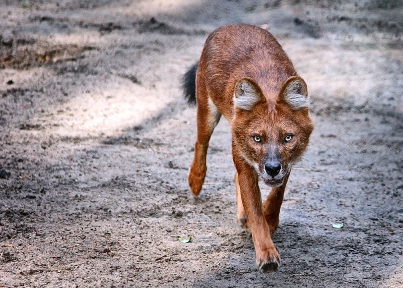 Create meme: red wolf, red mountain wolf, red siberian wolf