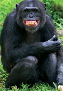 Создать мем: бонобо канзи, обыкновенный шимпанзе, шимпанзе бонобо