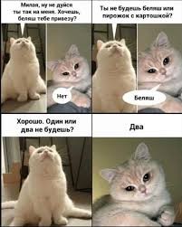 Create meme: meme of cute cat, cat , cat 
