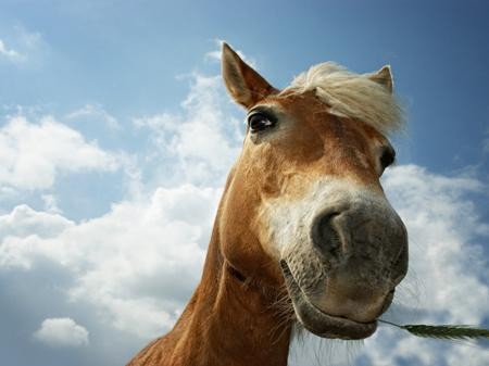 Create meme: horse's muzzle, horse face, the horse is close