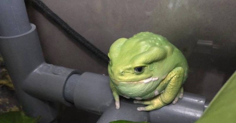 Создать мем: зеленая лягушка, жаба лягушка, жаба