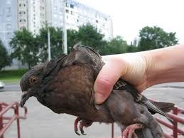 Создать мем: кормить голубей, pigeon, голубь