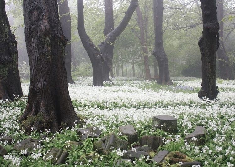 Create meme: spring in the forest, snowdrops in the forest, nature