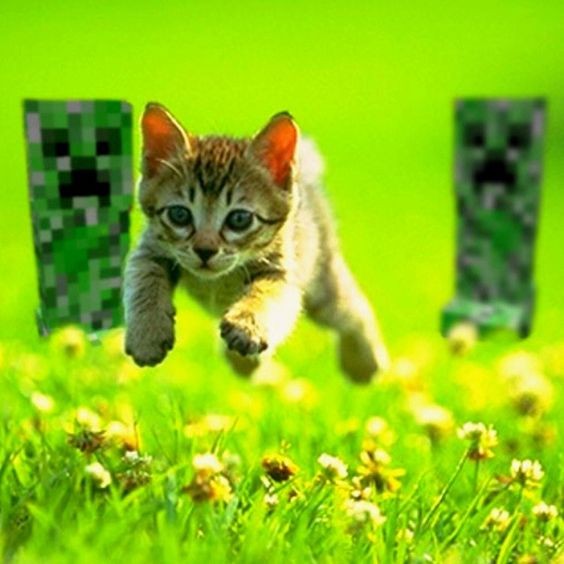 Создать мем: котики на природе, кот в травке прыгает, котята