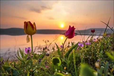 Создать мем: цветы на рассвете, красивый весенний закат, кояшское озеро тюльпаны дикие