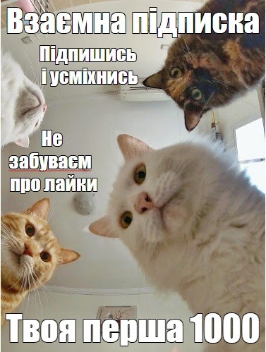 Create meme: cat meme , memes with cats , memes cat