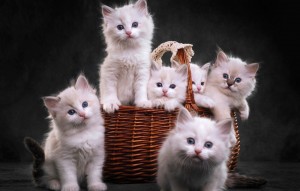 Создать мем: котята белые, фон с котятами, котята в корзинке