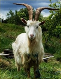 Создать мем: русская белая порода коз, козел, keçi