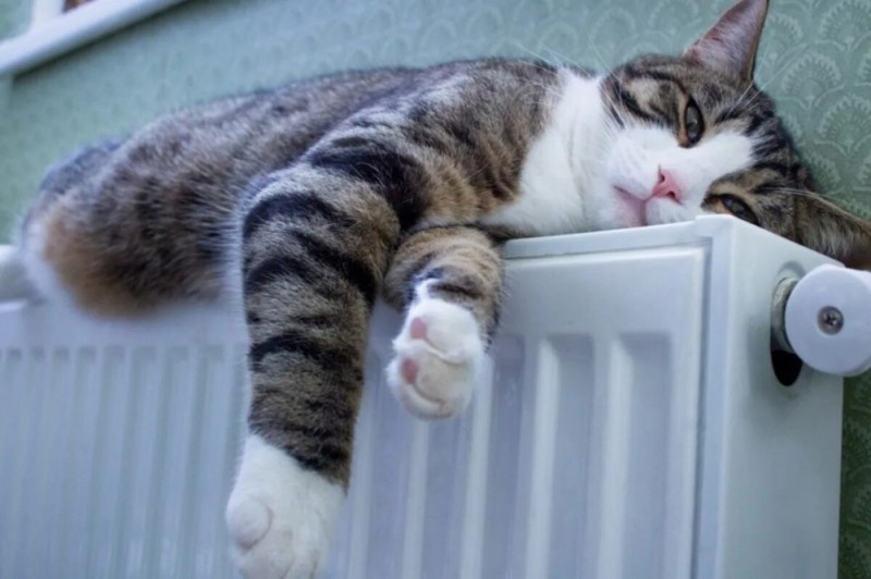 Создать мем: радиаторы отопления, кошка на батарее, кот на батарее