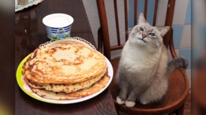 Create meme: the cat with the pancakes