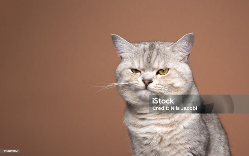 Создать мем: британская кошка серая, кошка, кот