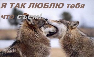 Create meme: wolf, the wolves ate each other, pictures of wolves bites the wolf