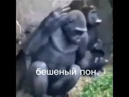 Создать мем: горная горилла, горилла напала на человека, горилла в ярости