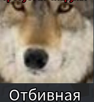 Create meme: animals wolf , wolf grey, wolf animal 