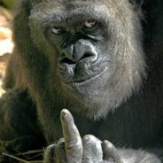 Создать мем: животные показывают средний палец, angry gorilla, горилла