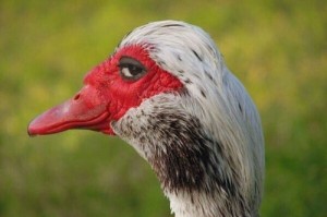 Create meme: Muscovy ducks look Vulgar opinion