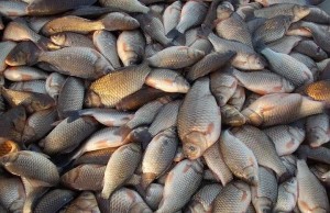 Create meme: carp fish, a lot of fish carp, fish carp