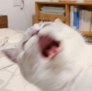 Создать мем: зевающий кот, смешная кошка, Кошка