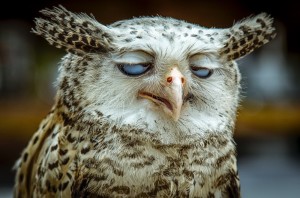 Create meme: owl, sleepy owl, sleepy owl pictures are cool