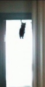 Create meme: Blurred image, sad cat who hanged himself, meme cat hung himself in the doorway