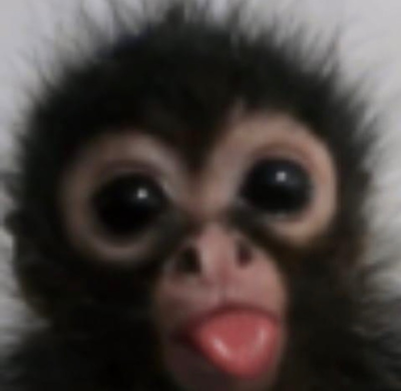 Create meme: monkey , little monkeys, little monkey