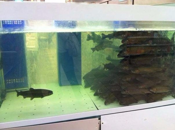 Создать мем: аквариум рыбы, аквариум в аквариуме, карась в аквариуме