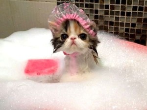 Создать мем: котенок в шапочке для душа, котенок купается, кошка моется в ванной