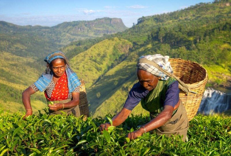 Создать мем: канди шри ланка чайные плантации, tea plantation, цейлонский чай из шри ланки