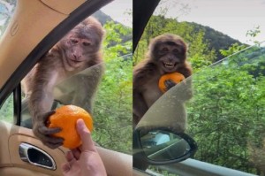 Создать мем: обезьяна прикол, милые обезьяны, обезьянка с апельсином