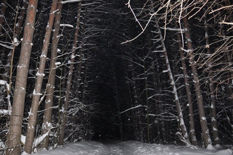 Создать мем: ночь лес зима, страшный зимний лес, темный зимний лес