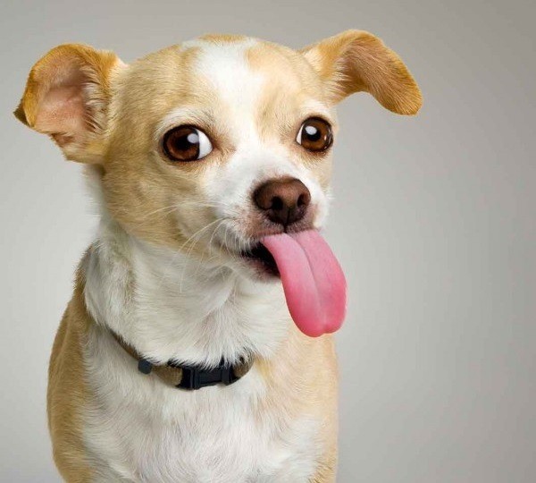 Create meme: chihuahua, Chihuahua dog, chihuahua photos