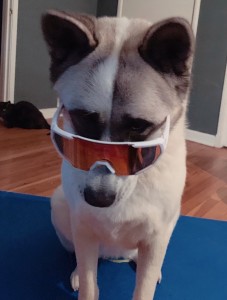 Create meme: corgis with glasses, dog, dog