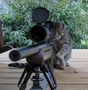 Создать мем: собака снайпер, боевой кот, кот с оружием