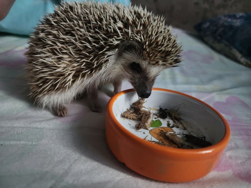 Create meme: pygmy hedgehog , African pygmy hedgehog, hedgehogs