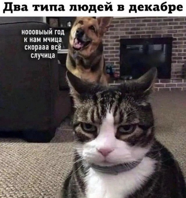 Создать мем: кот ё, кот зовет, кот юмор
